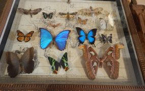 Zdjęcie przedstawia wnętrze Muzeum Motyli w Bochni