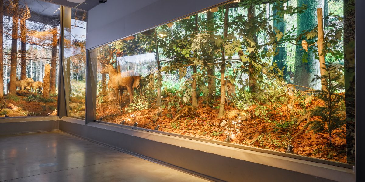 ekspozycja przedstawiająca las (drzewa, liście, zwierzęta) za szybą.