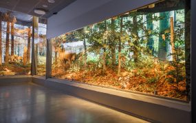 ekspozycja przedstawiająca las (drzewa, liście, zwierzęta) za szybą.